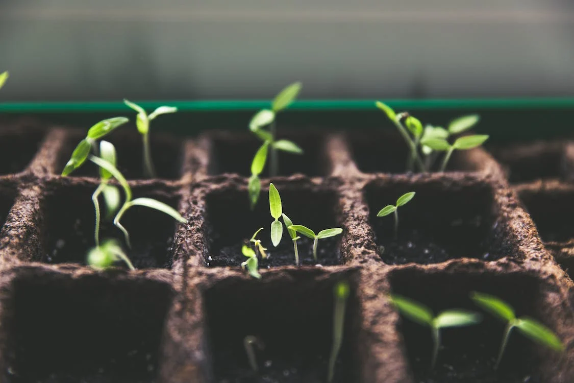 Are You Storing Seeds for Survival? How to Make Them Last Longer than Ever Before