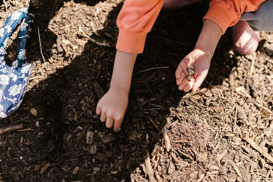 The Basics of Survival Gardening: Getting Started and Preparing Your Garden