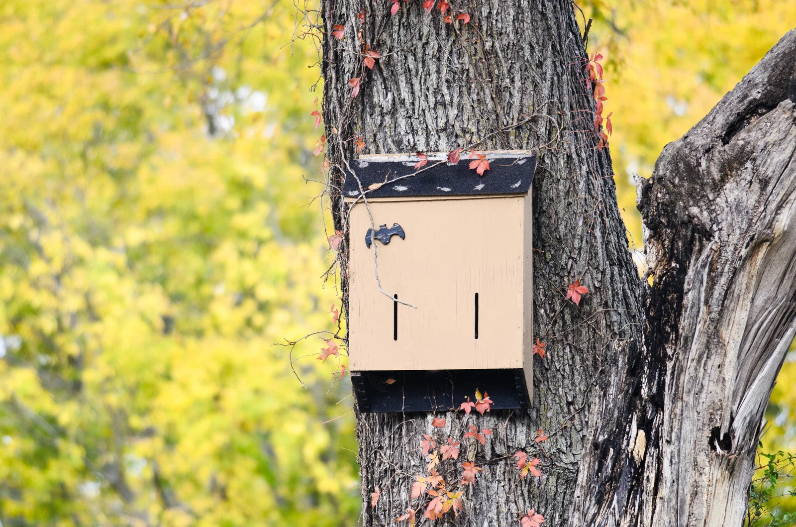 Natural Pest Control Methods for Survival Gardeners
