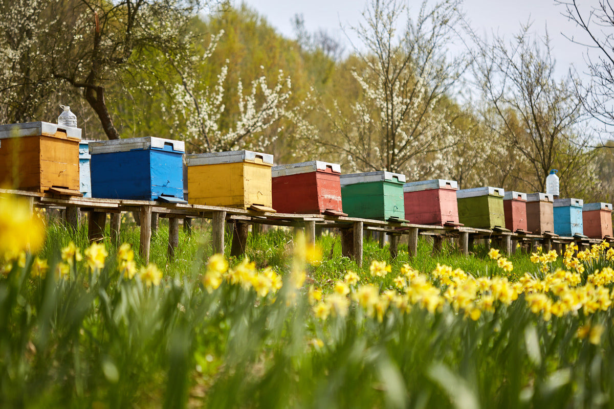 Multiple bee hives in a line