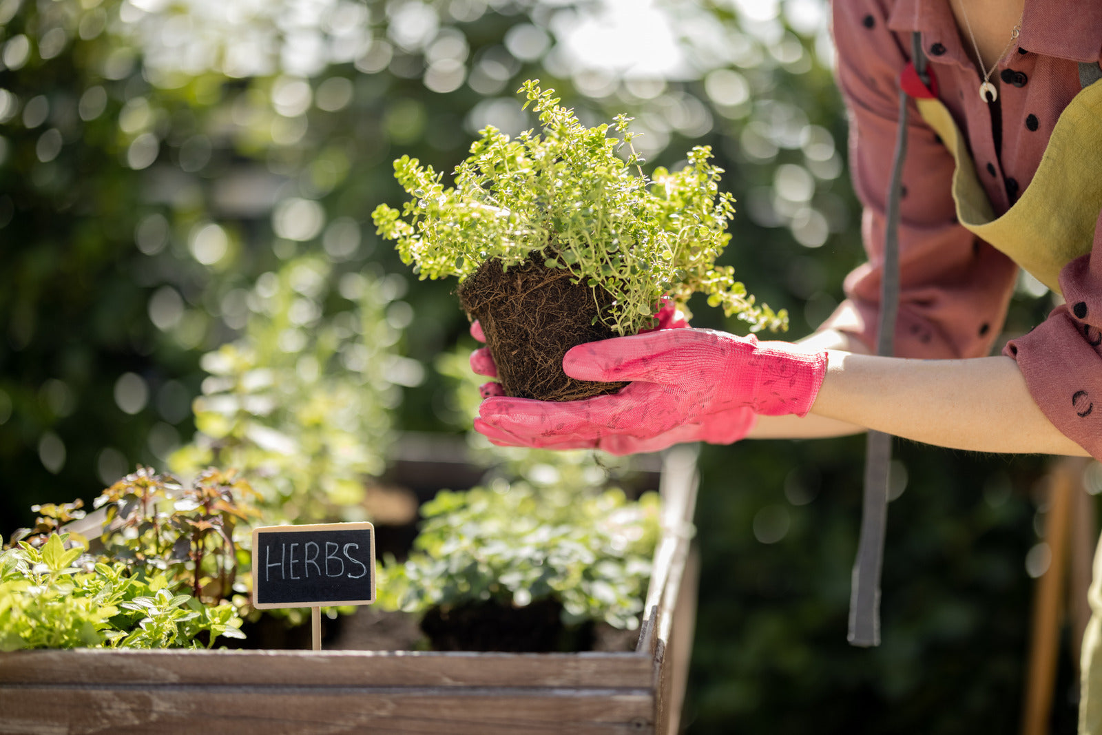 A gardener rotating herbs into a raised bed garden
