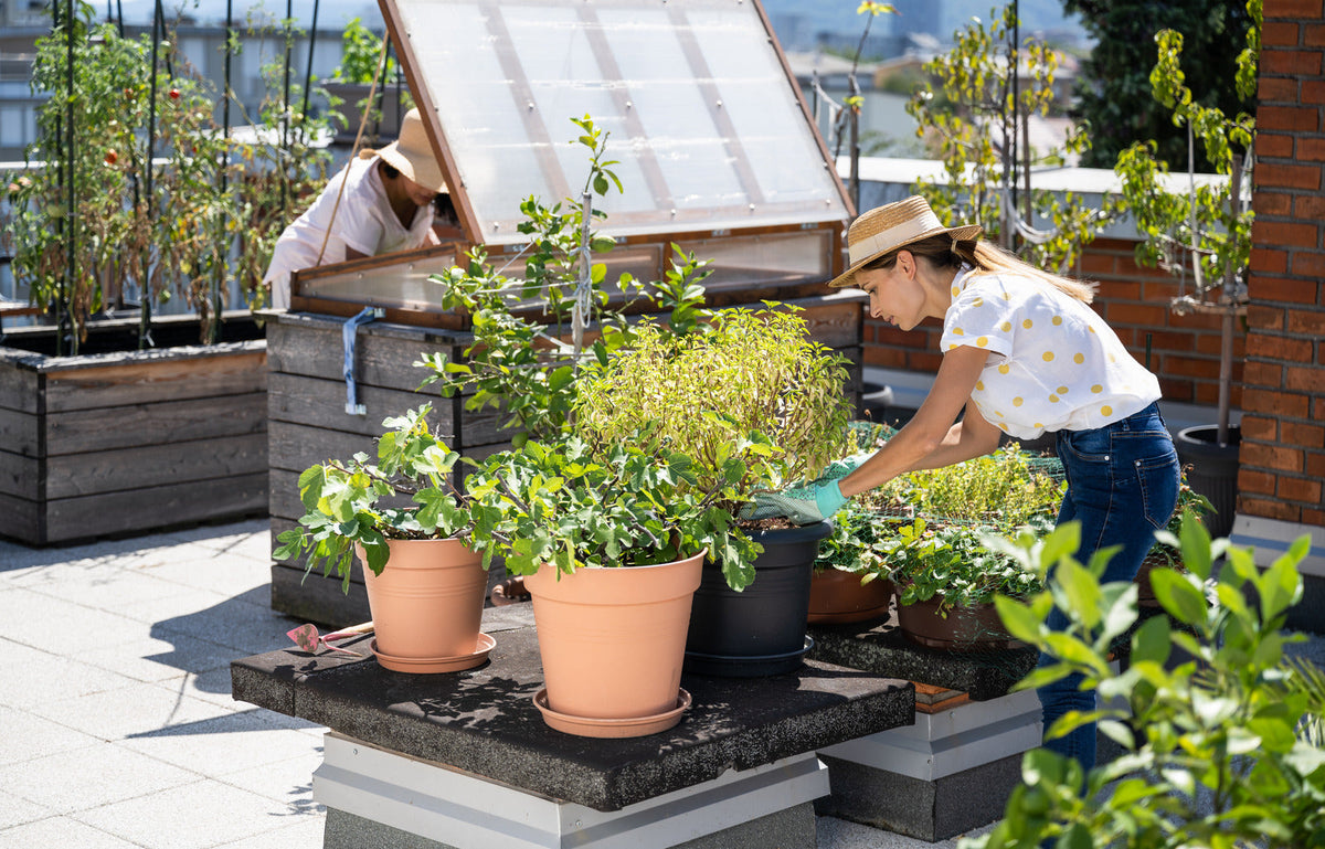 Urban Garden