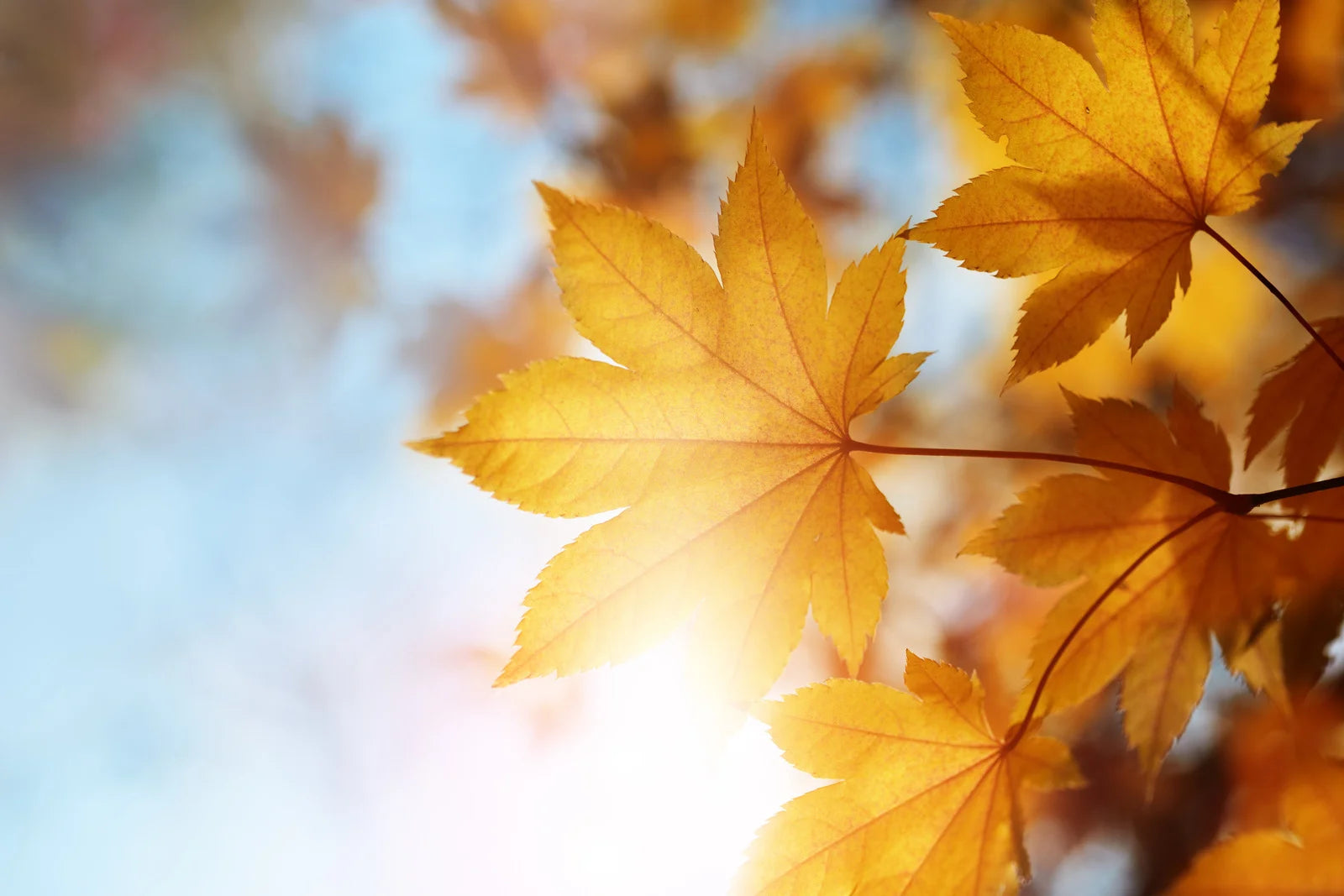 Embrace the Bounty of Autumn: Vegetables and Herbs That Thrive in the Fall Season