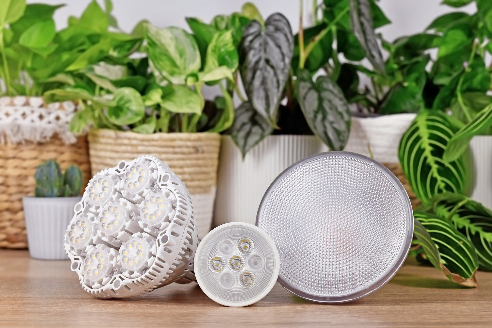 Grow lights on display in front of plants