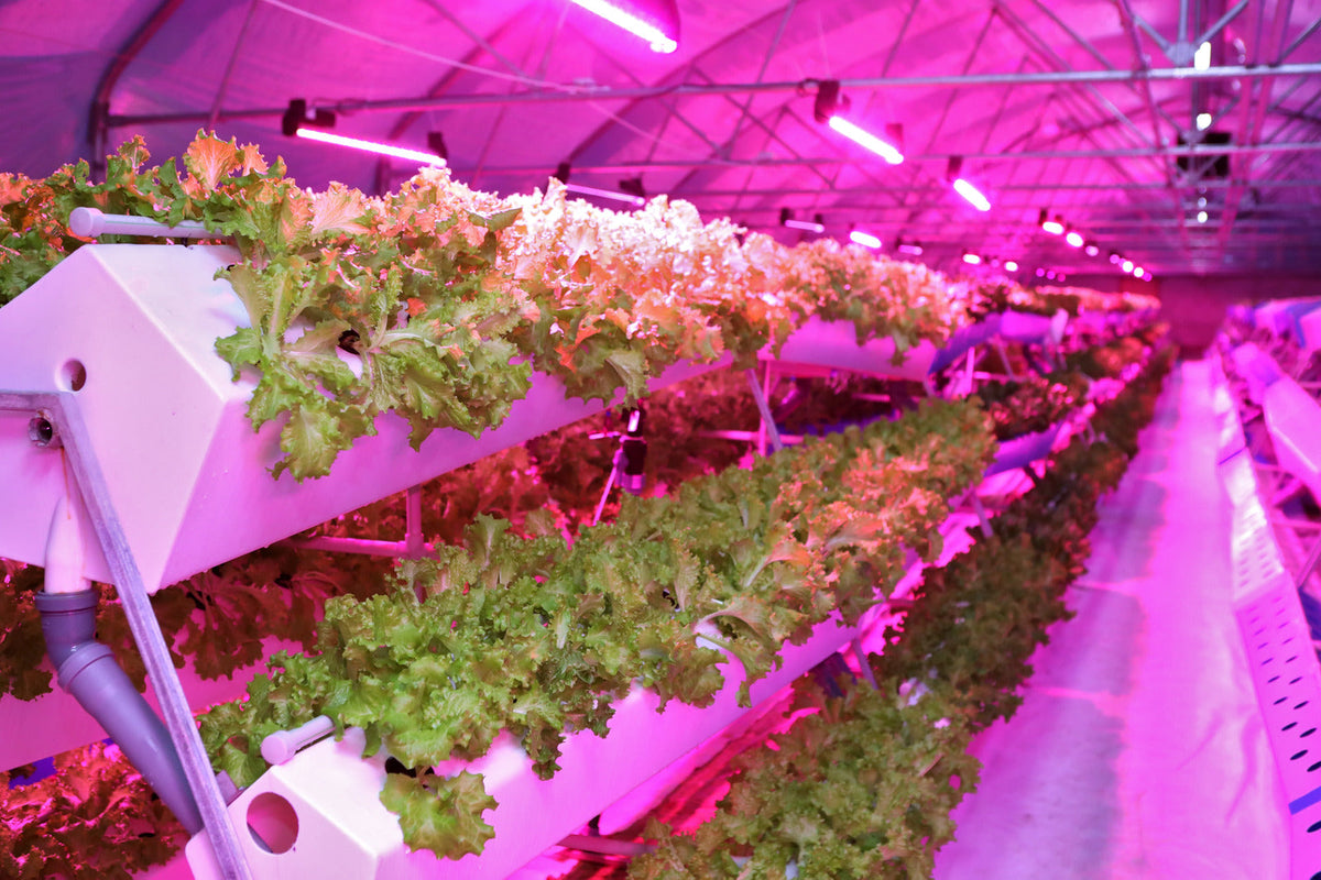 Hydropnics and Aquaponics Watering Techniques