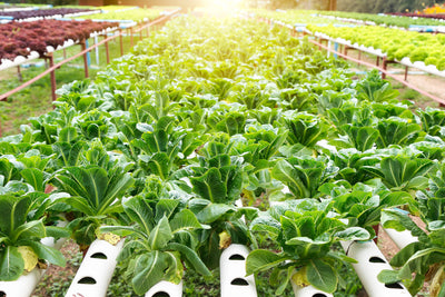 Hydroponic Survival Garden
