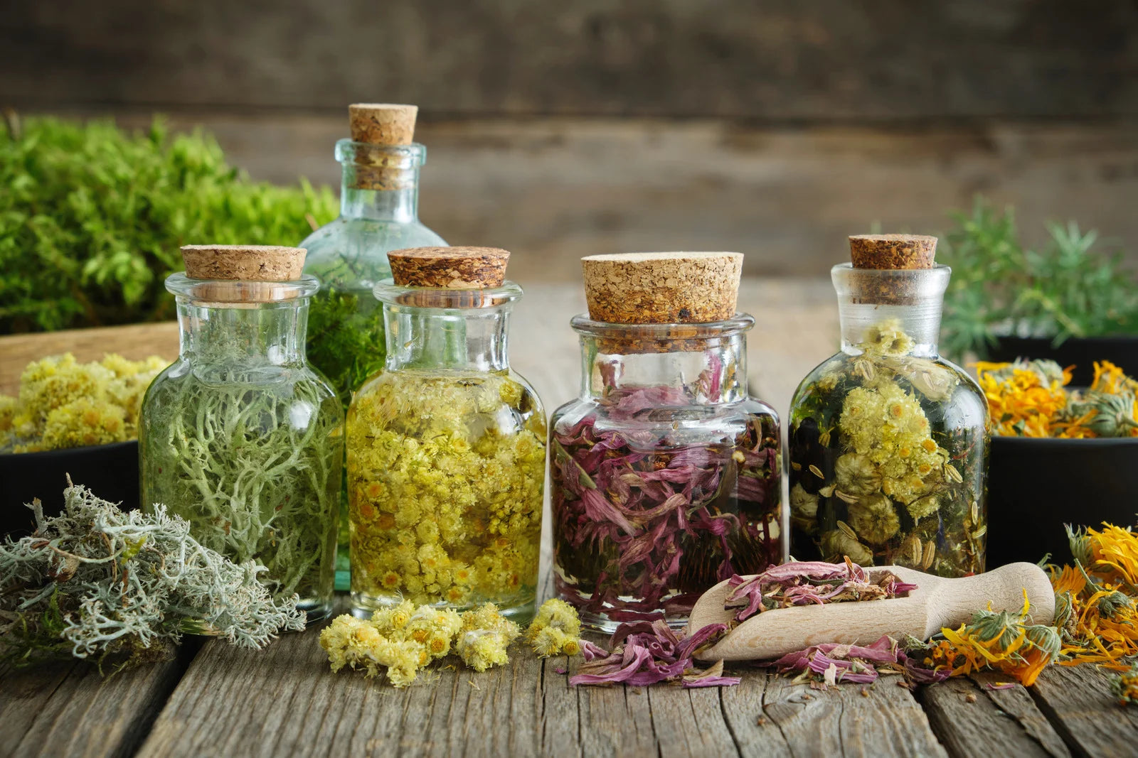 Drug Shortages and How a Survival Garden Can Save the Day