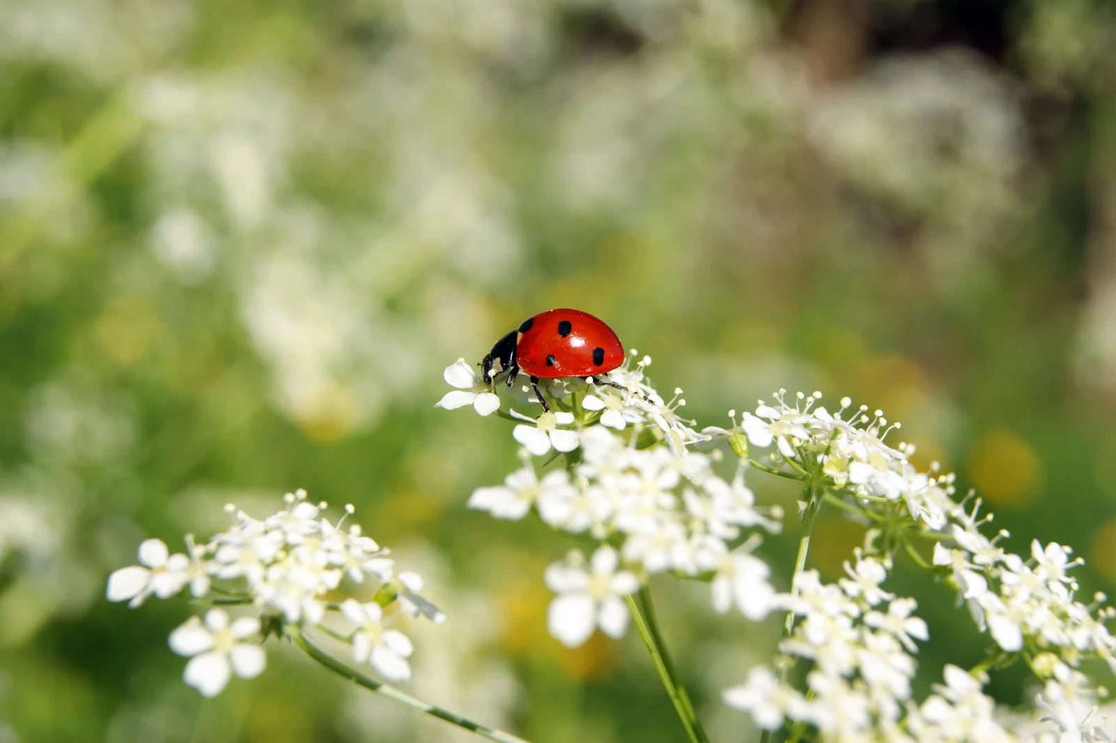 Natural Pest and Disease Management for Survival Gardens: A Guide to Organic Prevention and Control
