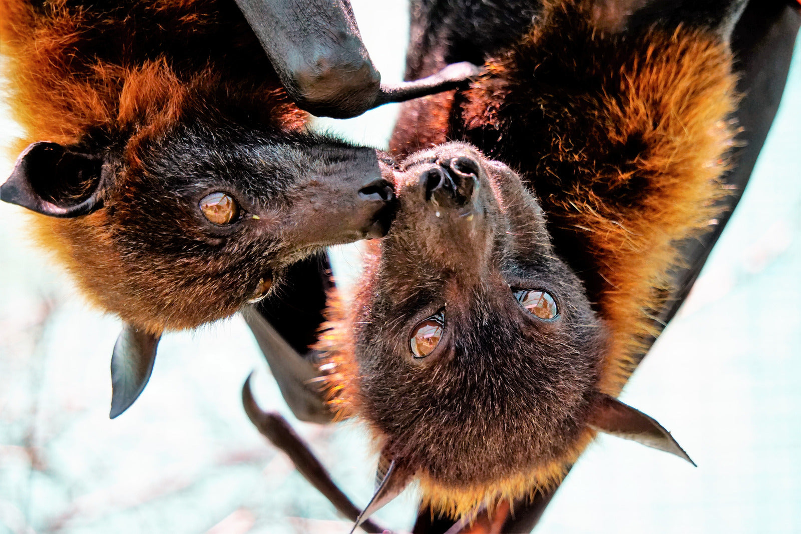 A couple of bats hanging on a tree branch