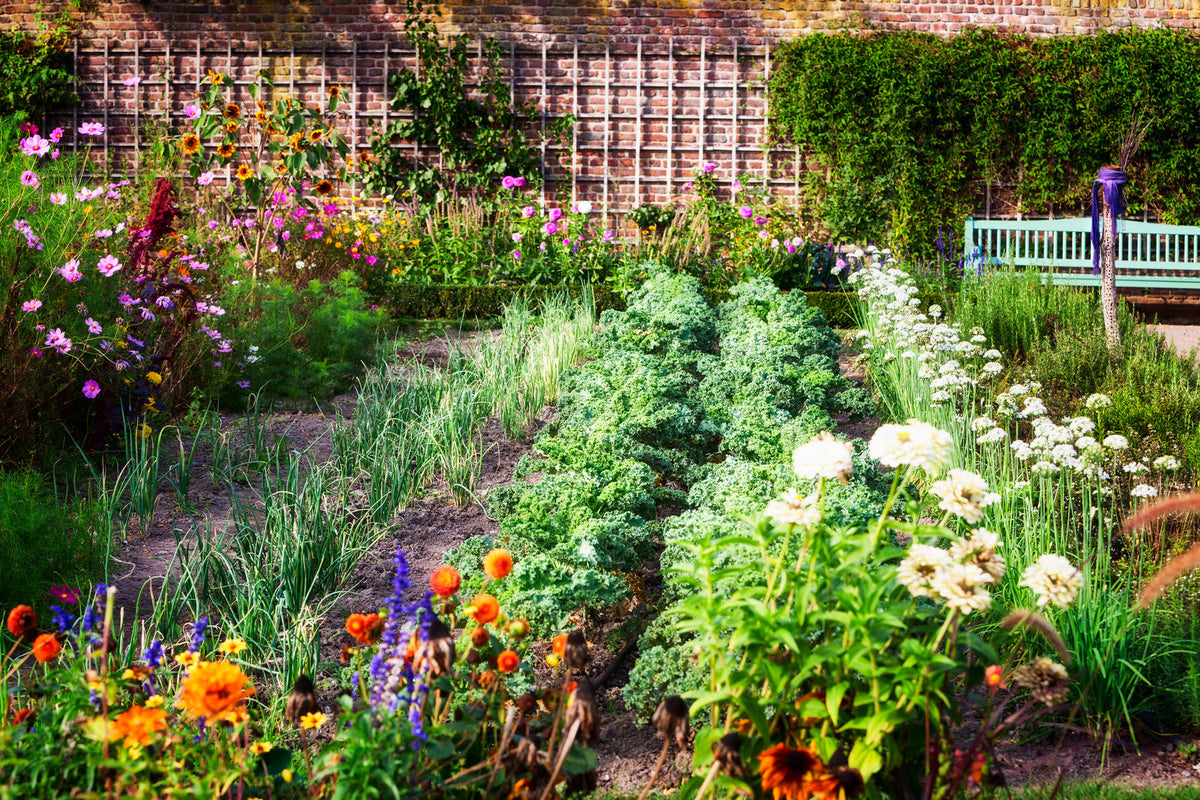 Garden with many different plants