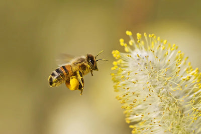 Creating a Bountiful Haven: The Buzz on Pollinator Bee Houses in Survival Gardens