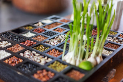 The Ultimate Guide to Building Your Seed Bank from Scratch