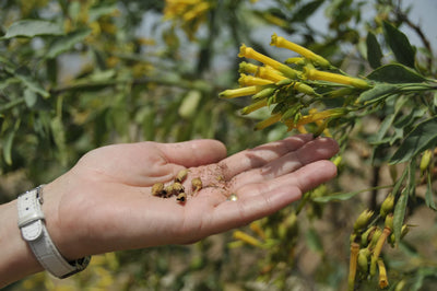 Seed Saving and Storing for a Bountiful Fall and Winter Harvest