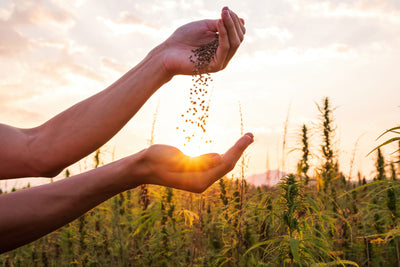Mastering the Art of Seed Saving: A Comprehensive Guide by Seed Armory
