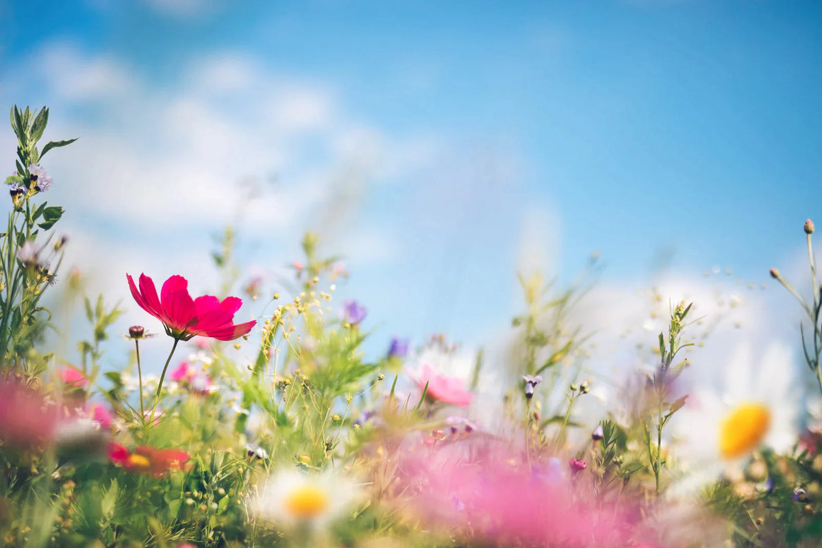 Spring Gardening