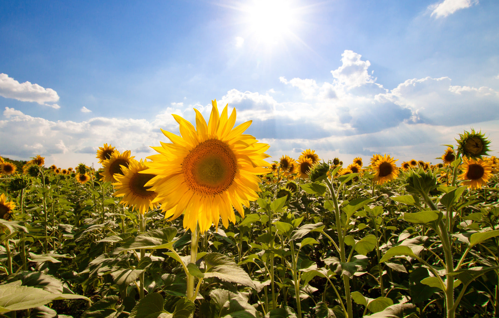 Protect from the Sun's UV Rays