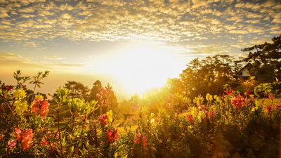 Preserving Biodiversity and Heritage: The Magic of Heirloom Seeds