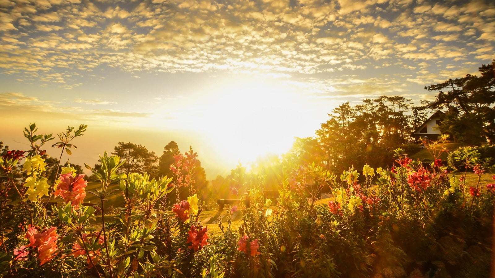 Preserving Biodiversity and Heritage: The Magic of Heirloom Seeds