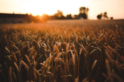 Unveiling Farmer's Defense: Your Ultimate Sun Protection Gear