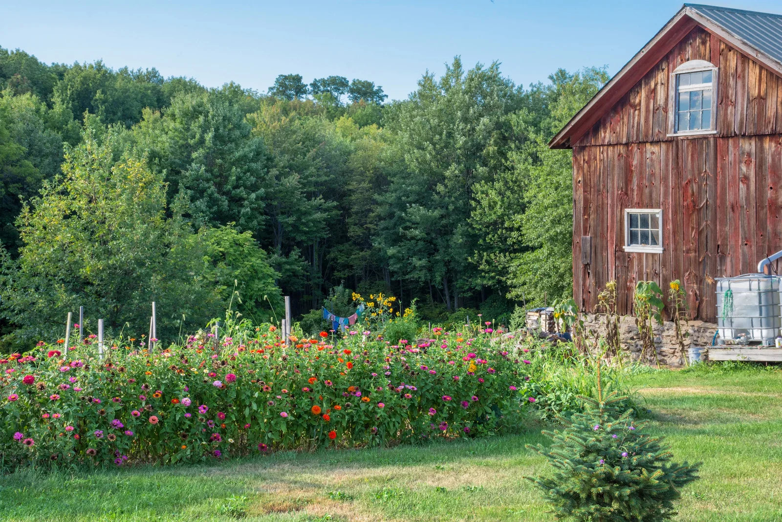 A spring garden on a homestead