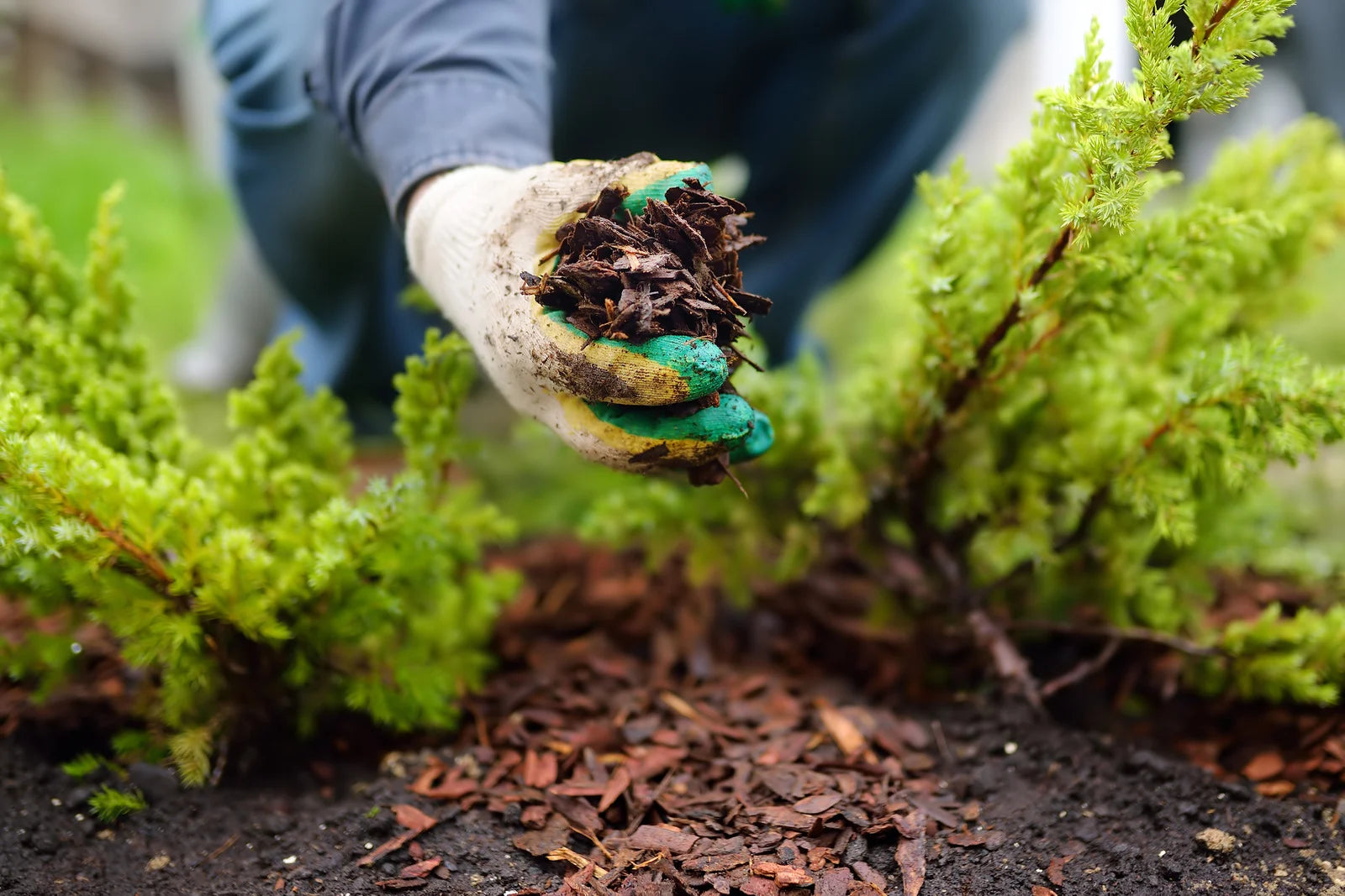 The Challenges of Maintaining a Survival Garden: Potential Issues and Effective Solutions