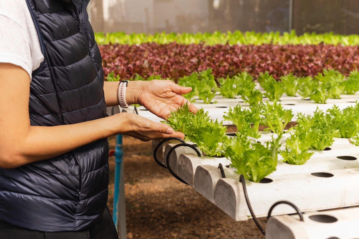Example of a hydroponic garden