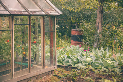 A Guide to Starting Your Survival Garden