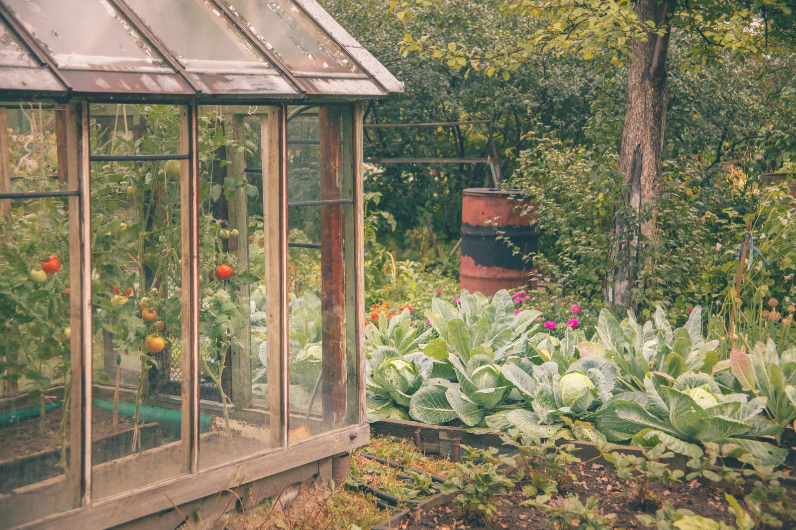 A Guide to Starting Your Survival Garden