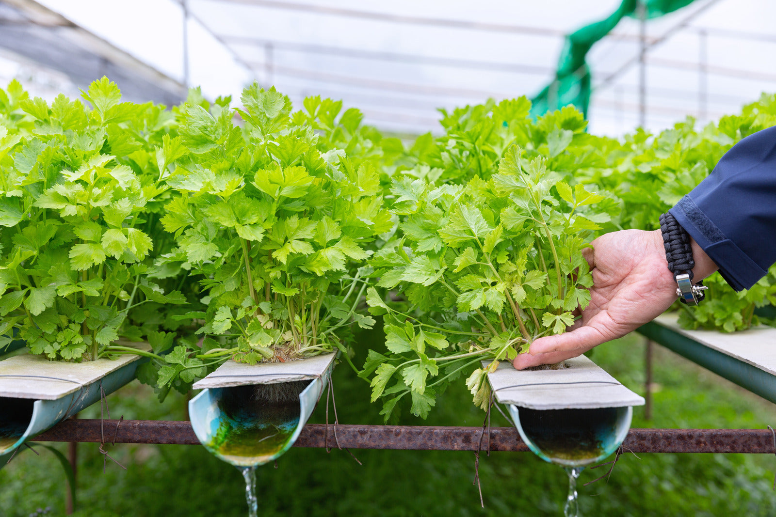 Using Aquaponics for a Self-Sustaining Survival Garden | Seed Armory, image size:1600x1067