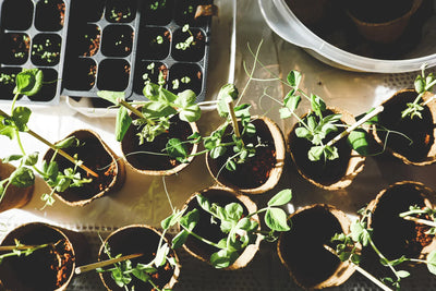 No-Dig Survival Garden