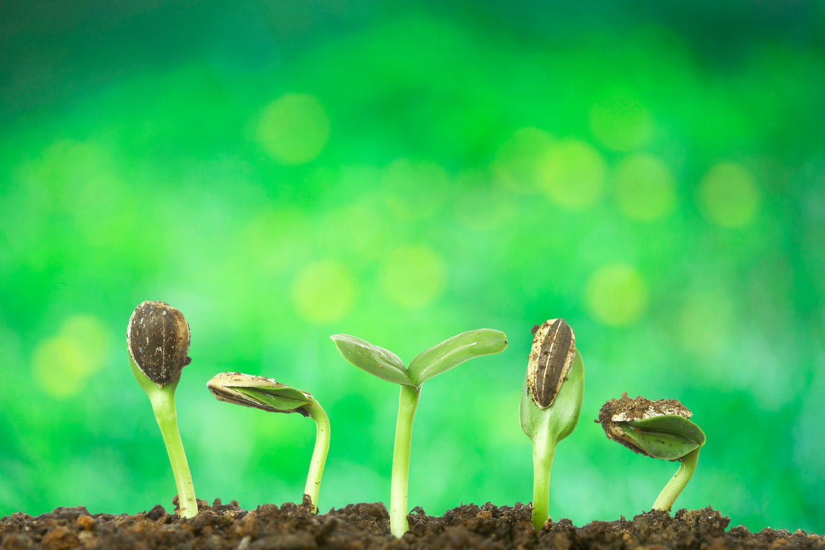 Seed Germinate