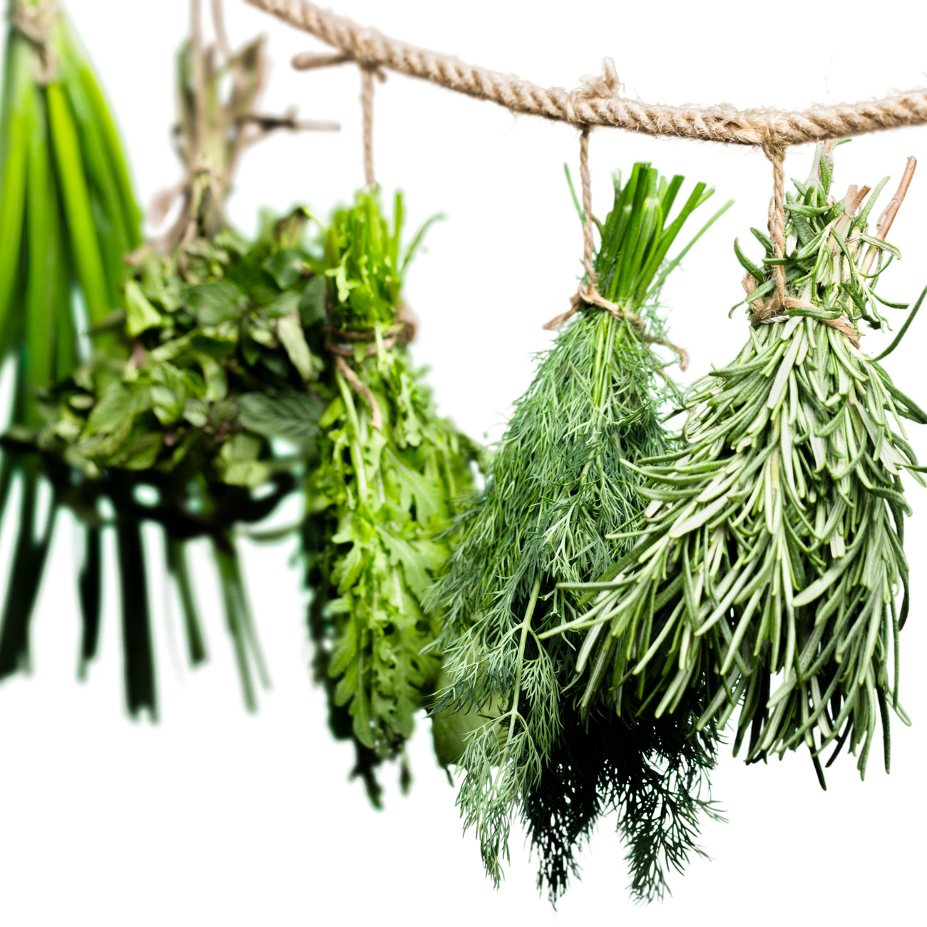 Herb Seed Varieties