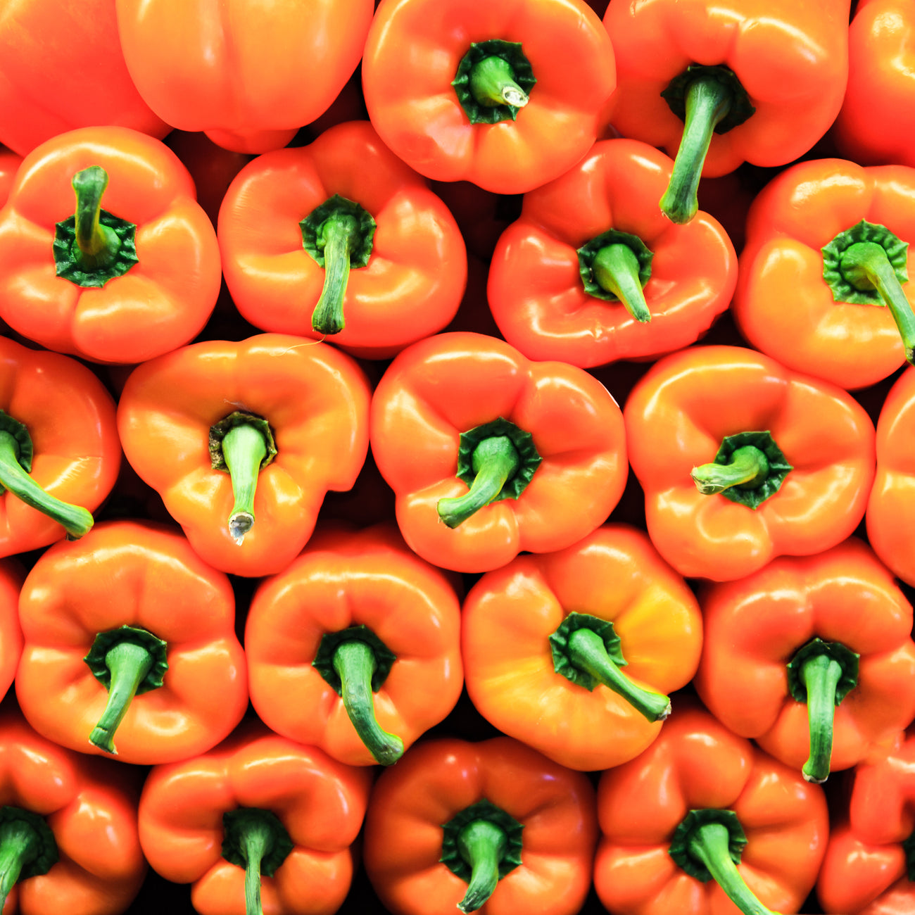 Pepper Seed Varieties
