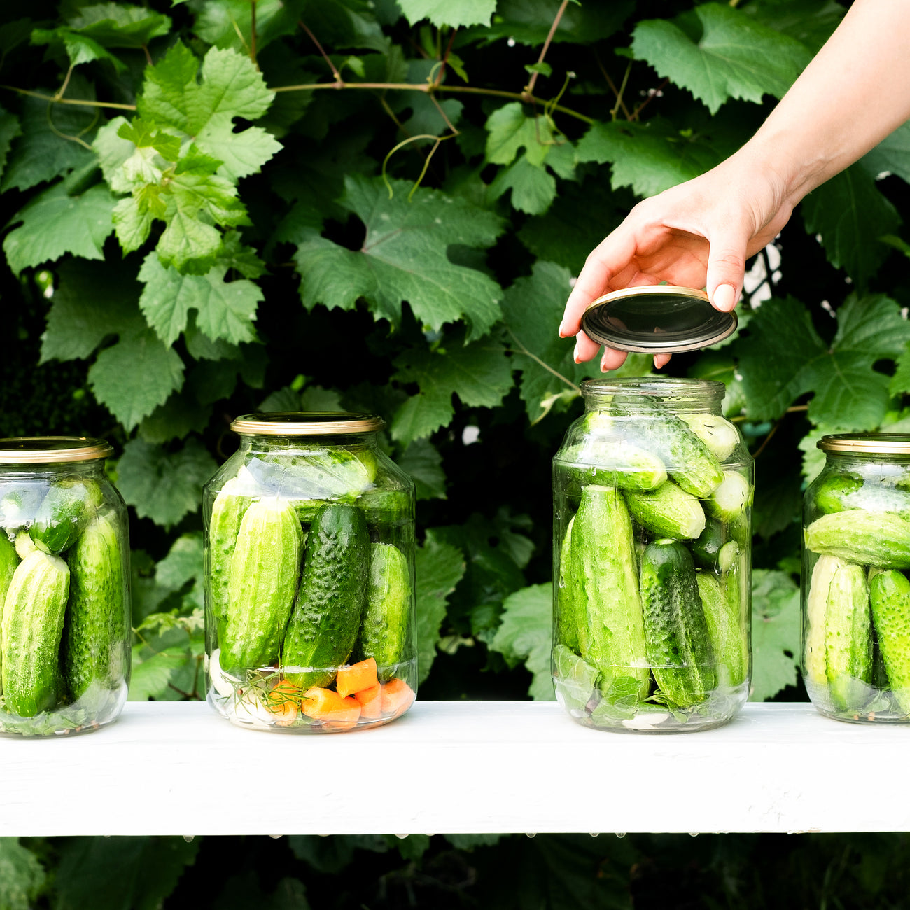 Cucumber Seed Varieties