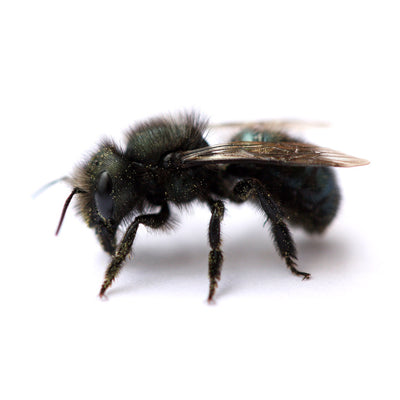 Close-up of a Mason bee with iridescent wings against a white backdrop