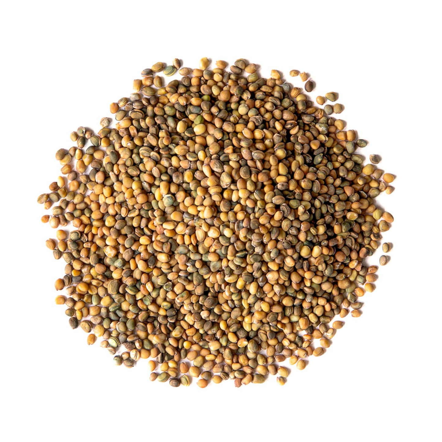 Close-up of 'Slow Bolt' Arugula seeds on white surface