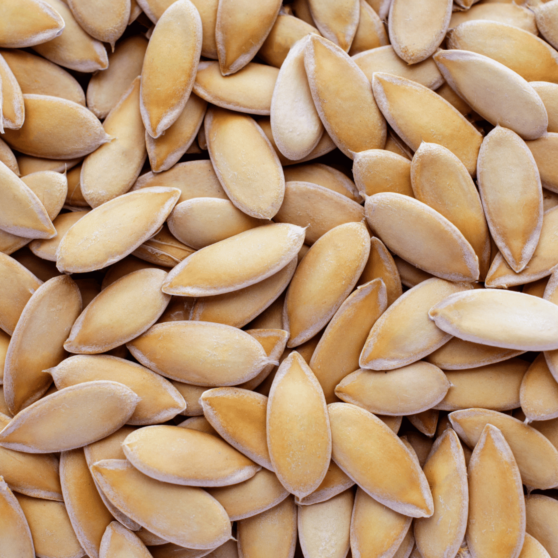 Heirloom Cantaloupe Seeds close-up view