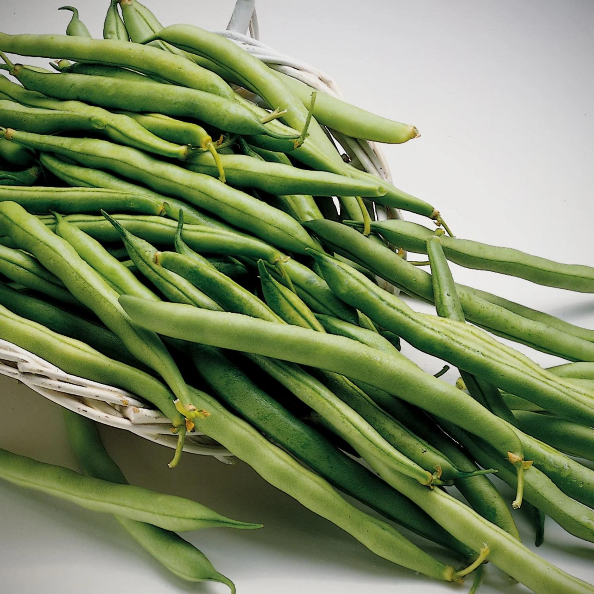 Harvested Contender Heirloom Beans displayed in a basket
