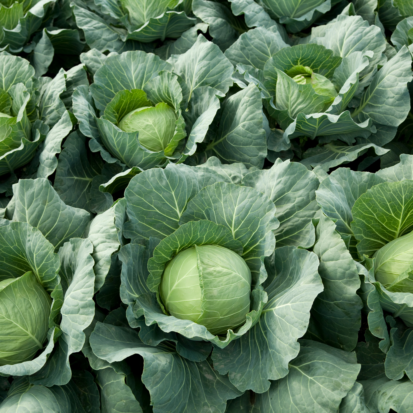 Young Golden Acre cabbage plants growing in a field