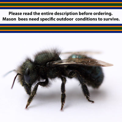 Informational notice to review the full product description for Spring Mason Bees