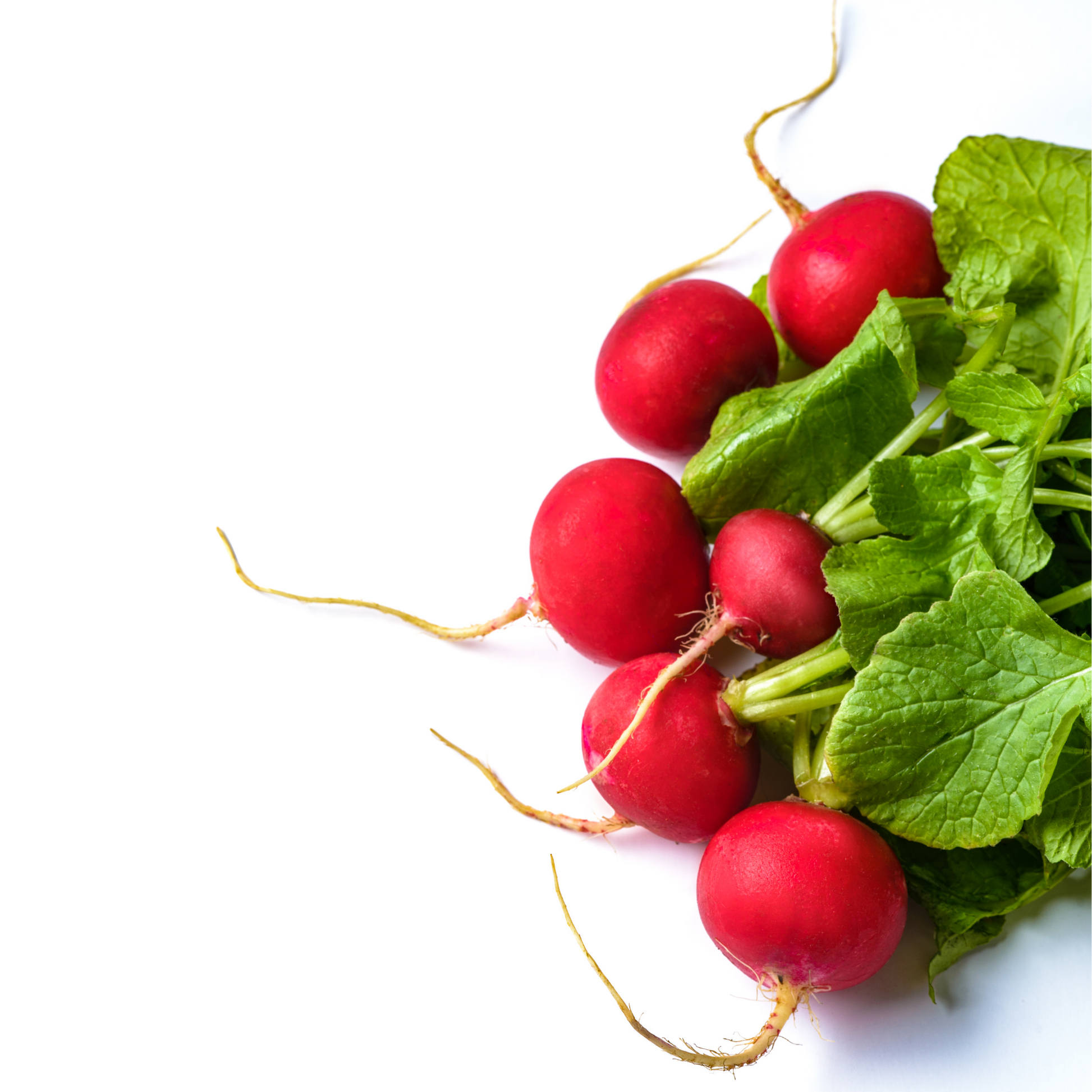 Freshly harvested Cherry Belle radishes grouped together