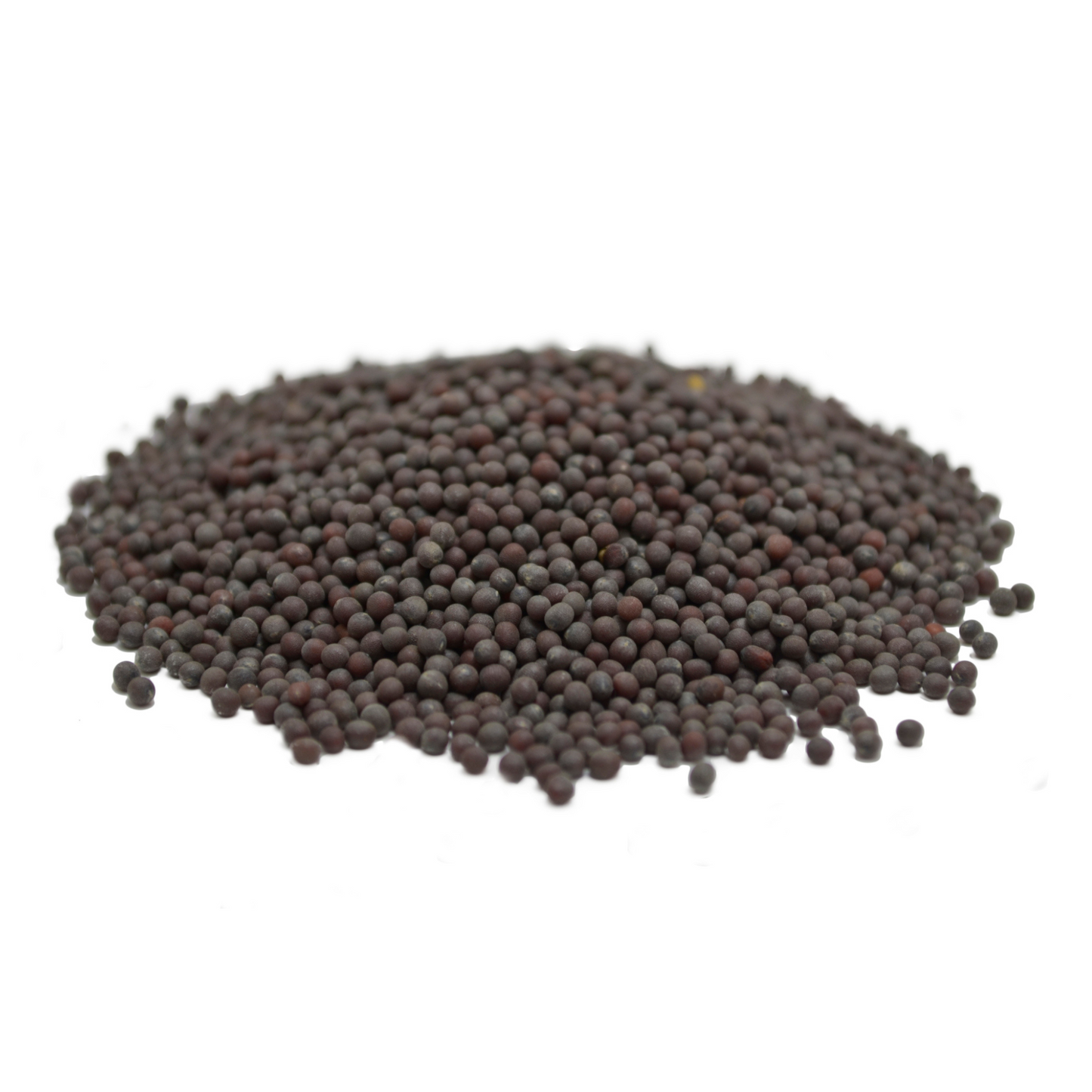 Pile of American Purple Top Rutabaga seeds scattered on a white surface