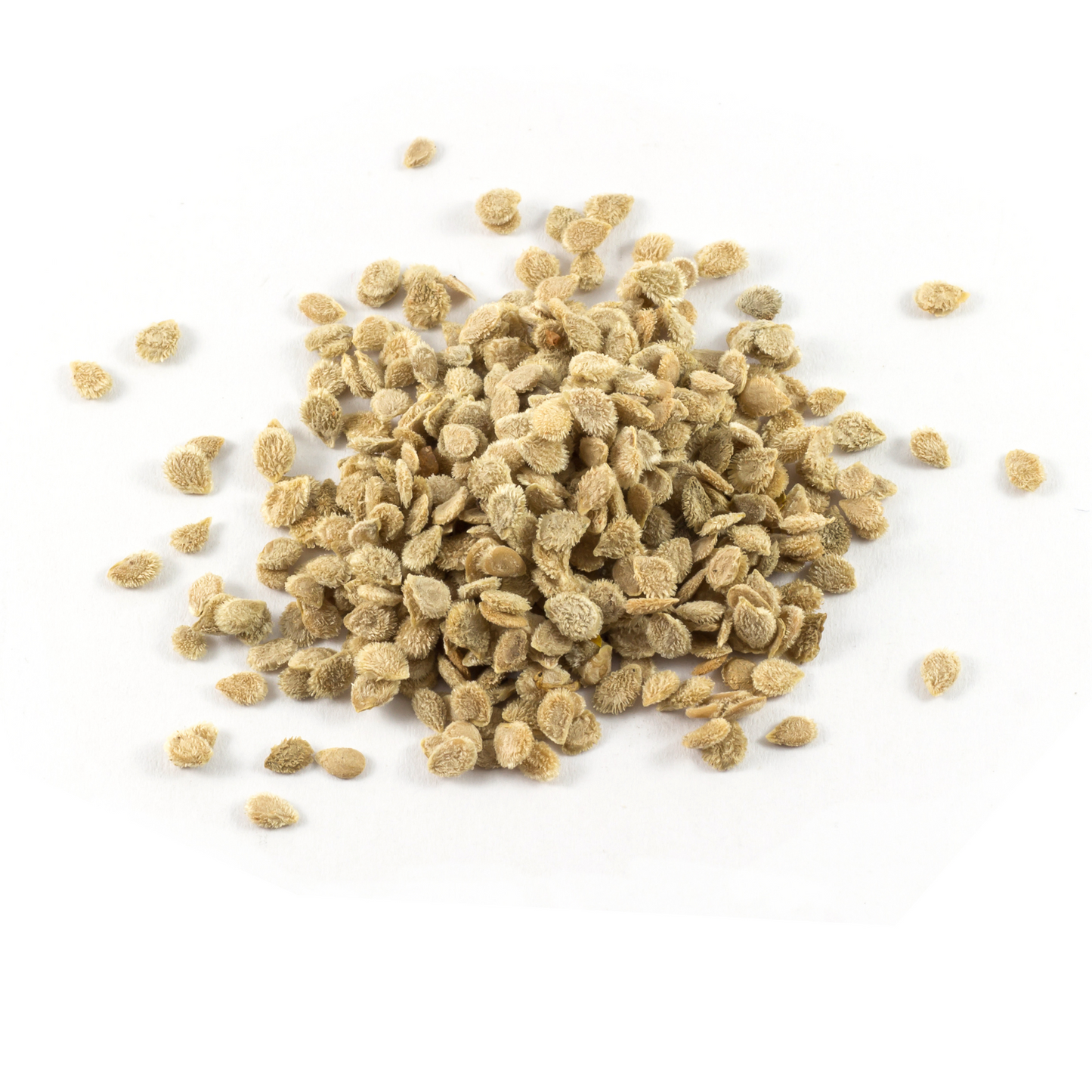 Marglobe tomato heirloom seeds scattered on a white surface