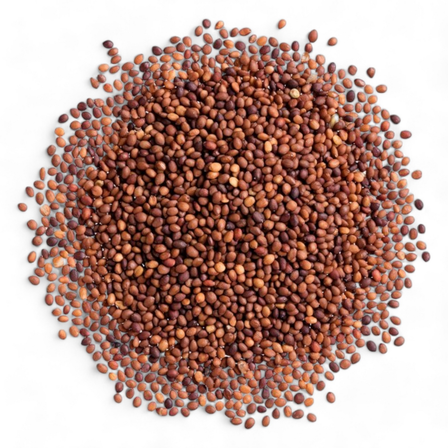 Close-up of Marjoram Heirloom Seeds against a white background