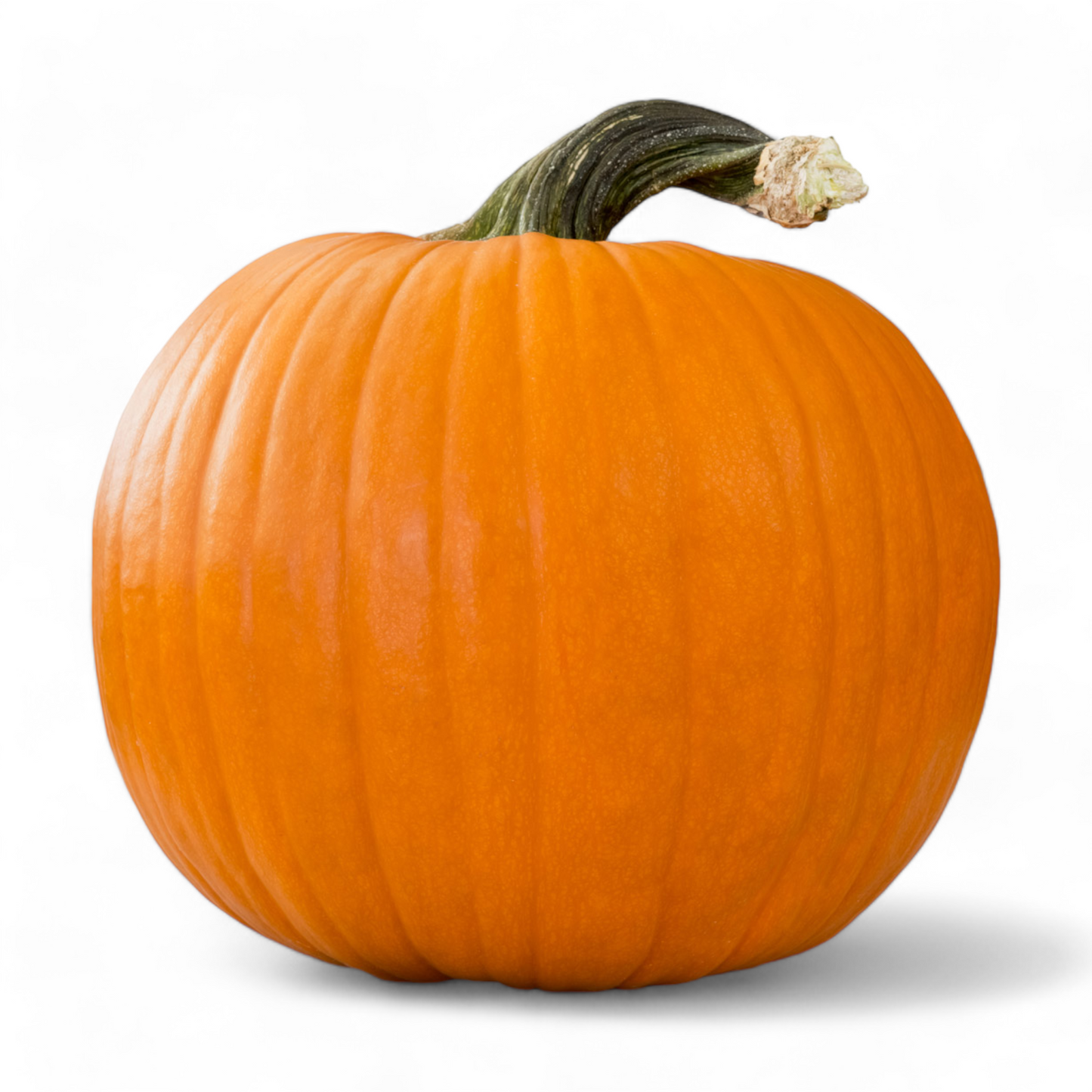 Fully grown image of an Heirloom Sugar Pie Pumpkin