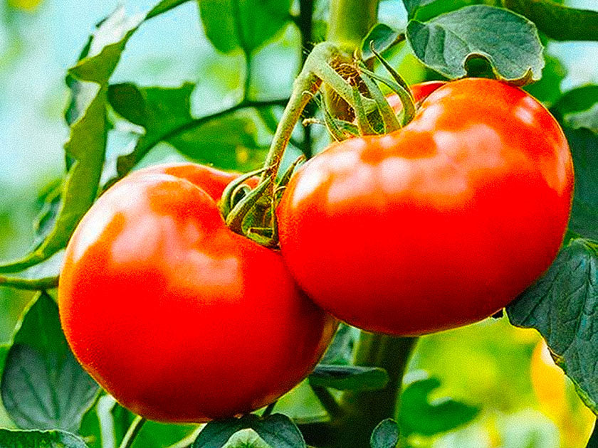 Heirloom tomato seeds, non-gmo and open-pollinated