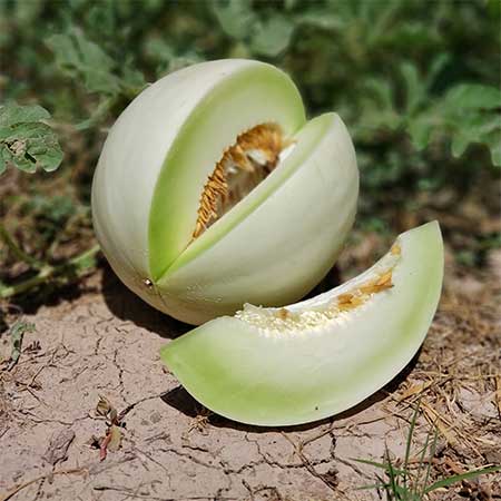 Cut heirloom cantaloupe honeydew showing green flesh on a natural surface