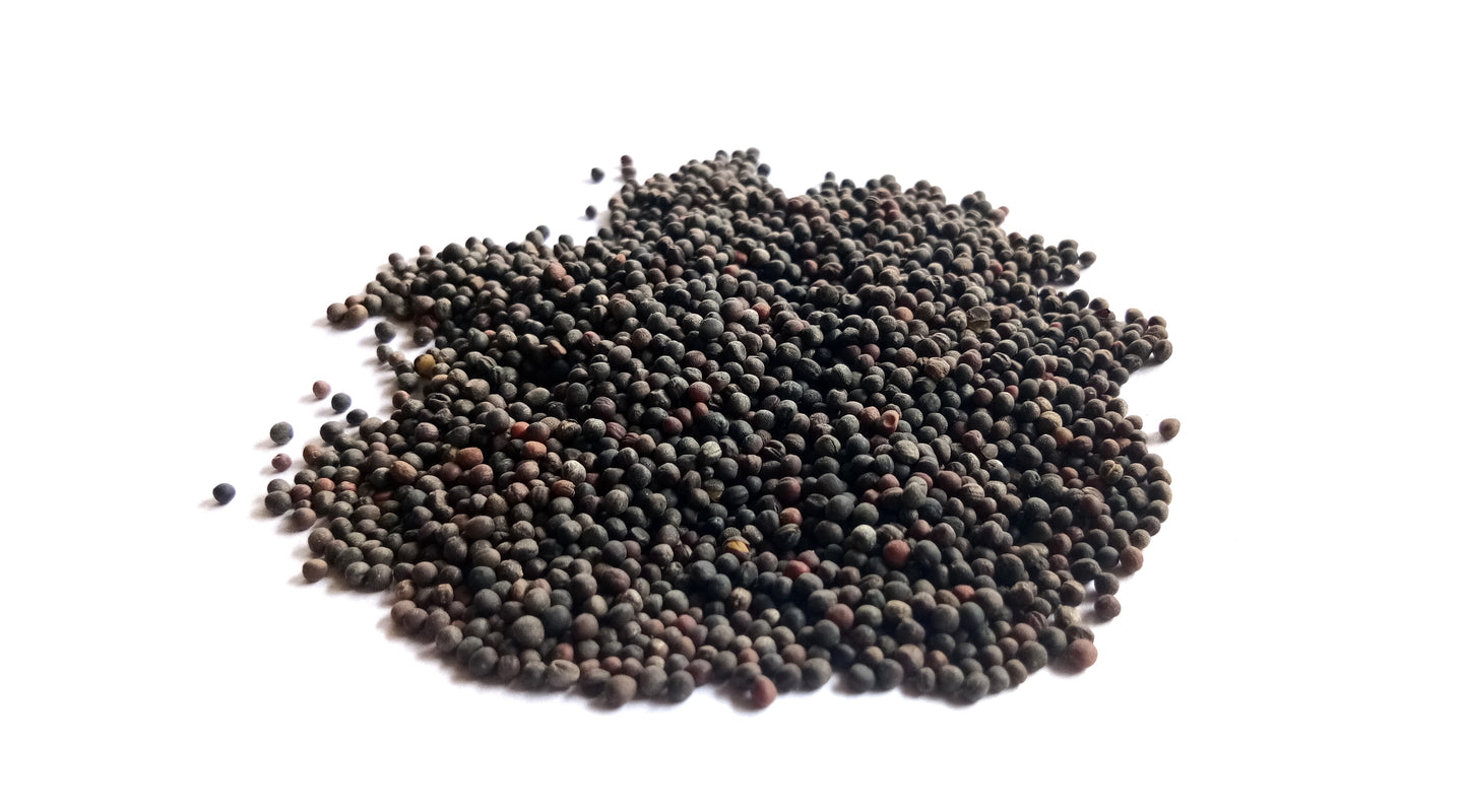 Vates Scotch Blue Curled kale seeds scattered on a pristine white background
