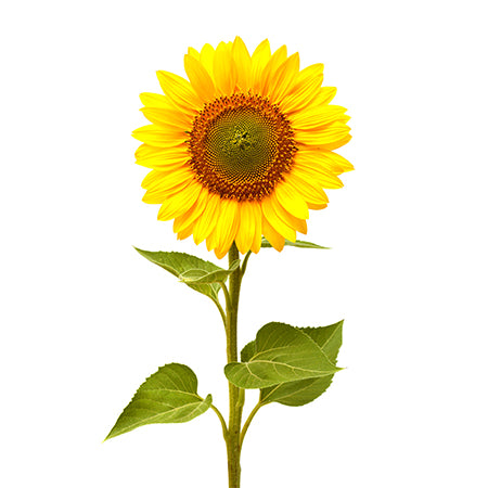 Mammoth Grey sunflower fully grown on a white backdrop