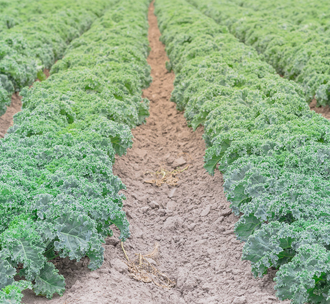 A lush field of Vates Scotch Blue Curled kale growing in soil